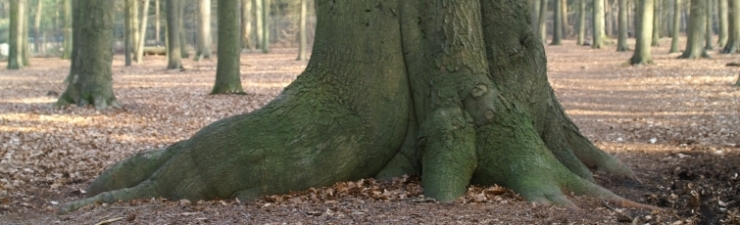 Fagus